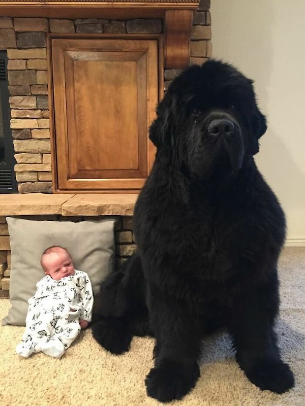 34 Dogs Who Are Absolute Units.