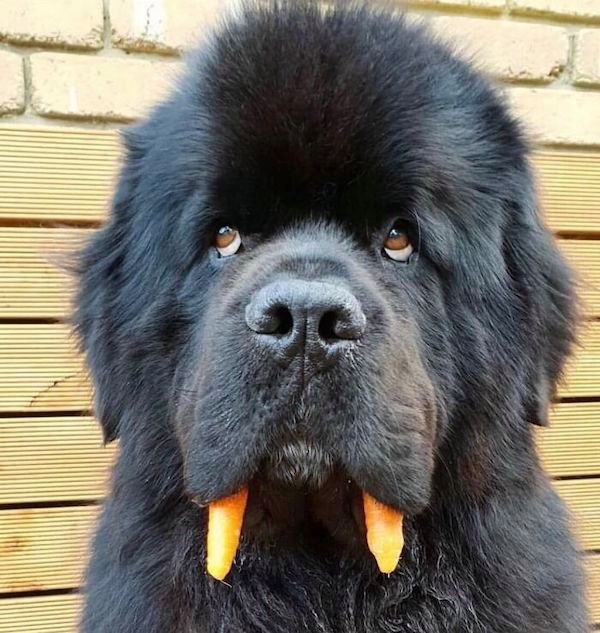 34 Dogs Who Are Absolute Units.