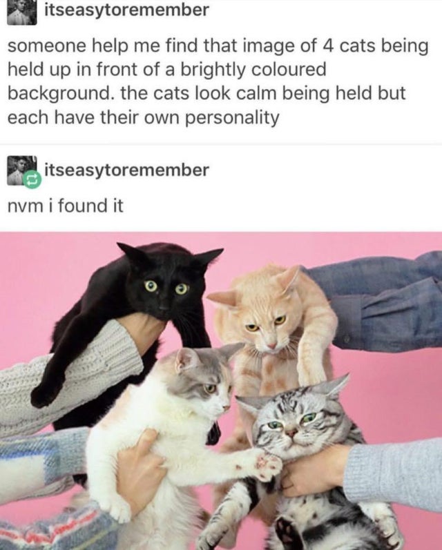 4 cats being held up in front - itseasytoremember someone help me find that image of 4 cats being held up in front of a brightly coloured background. the cats look calm being held but each have their own personality itseasytoremember nym i found it