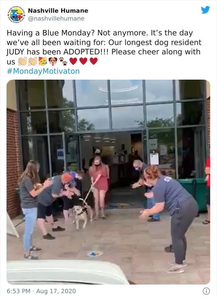 nashville humane association - Nashville Humane Having a Blue Monday? Not anymore. It's the day we've all been waiting for Our longest dog resident Judy has been Adopted!!! Please cheer along with us