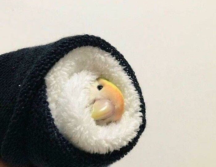 sushi bird