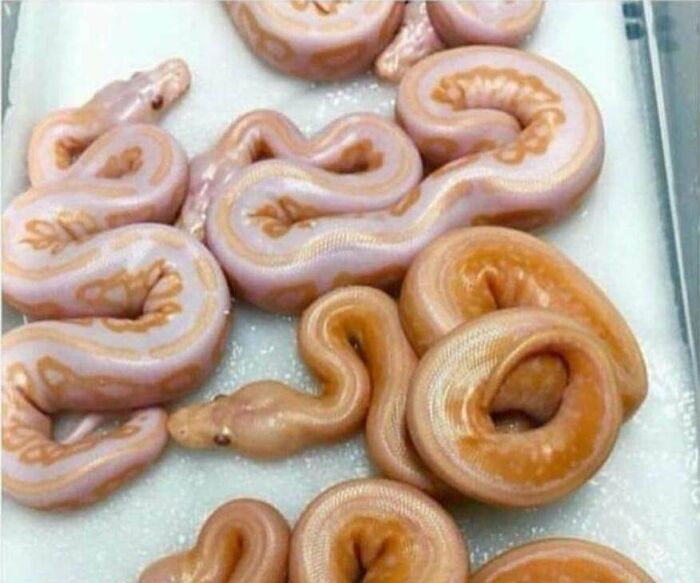 snakes that look like donuts