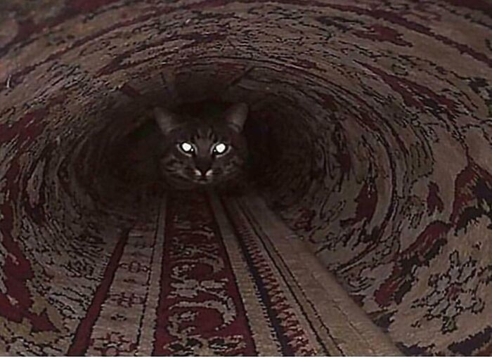 cat train tunnel
