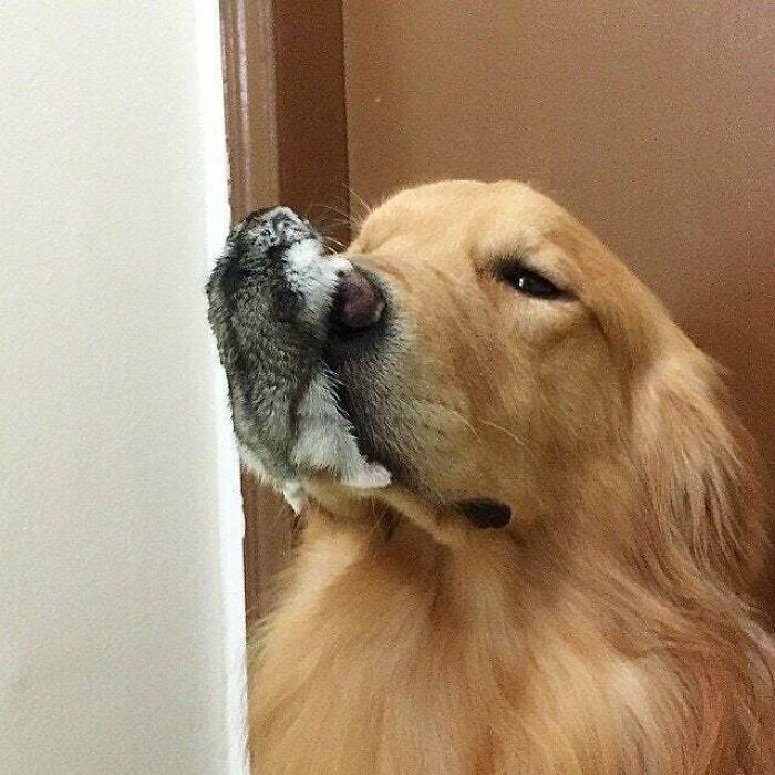 dog with hamster