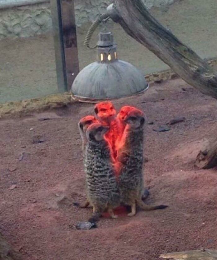 meerkat heat lamp
