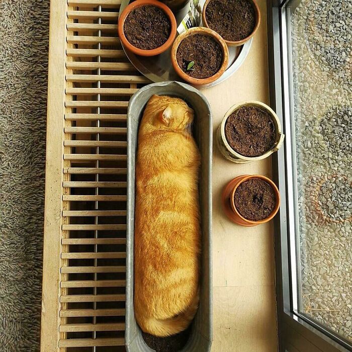 cat baguette