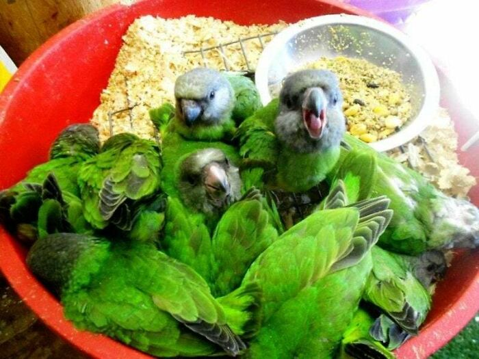 bird salad