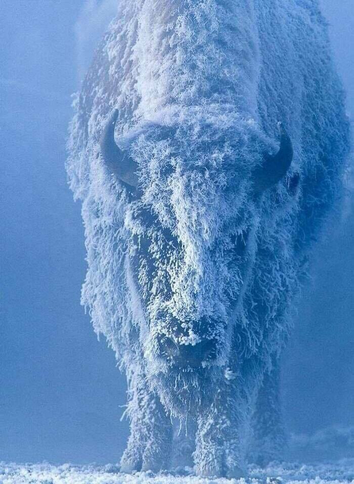 tom murphy bison