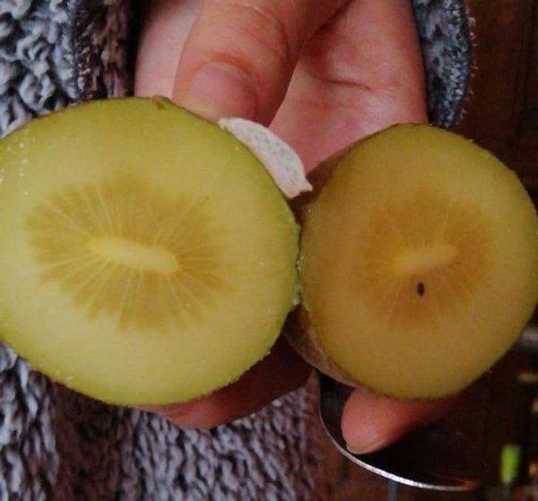 kiwifruit