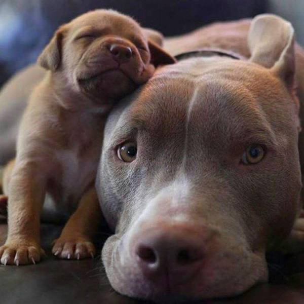 pitbull puppy with parent