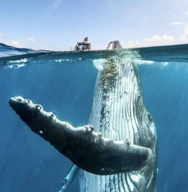 humpback whale diving