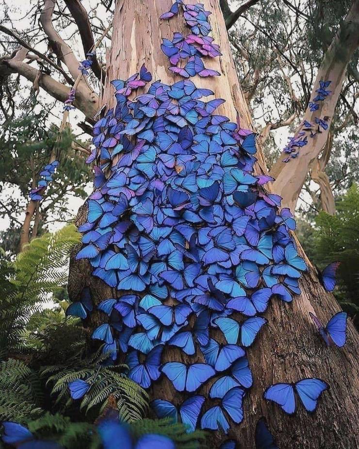 tree with butterfly