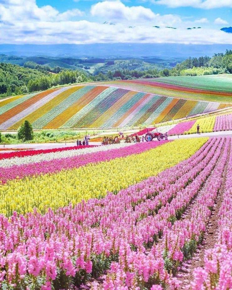 flower field in hokkaido japan