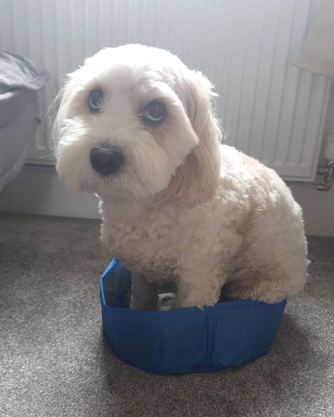 “I think my new doggie pool is a teeny bit too small.”