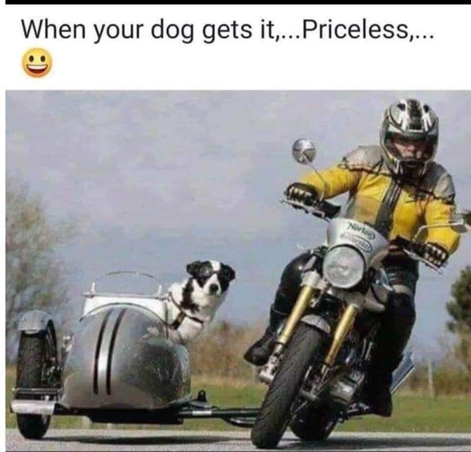 your dog gets it motorcycle - When your dog gets it....Priceless,... Note