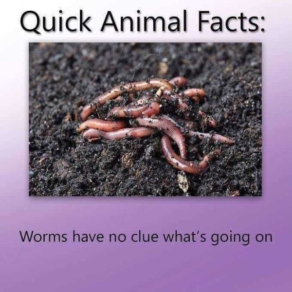 quick animal facts meme - Quick Animal Facts Worms have no clue what's going on