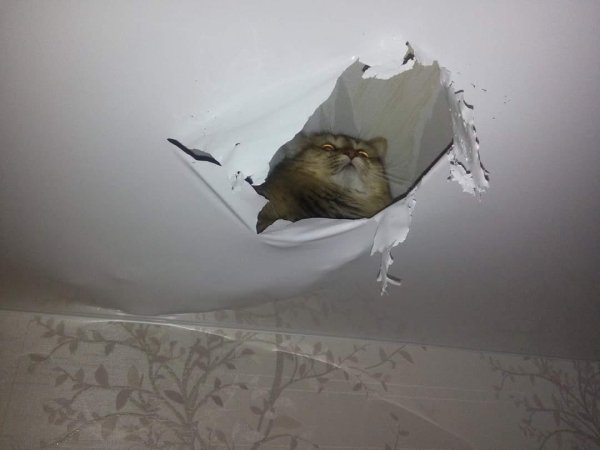 cat on the ceiling
