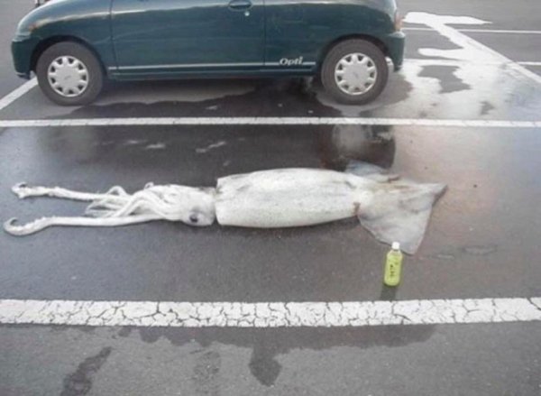 let me just park my squid - Opel