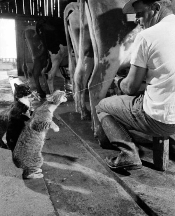 kitten cow milk