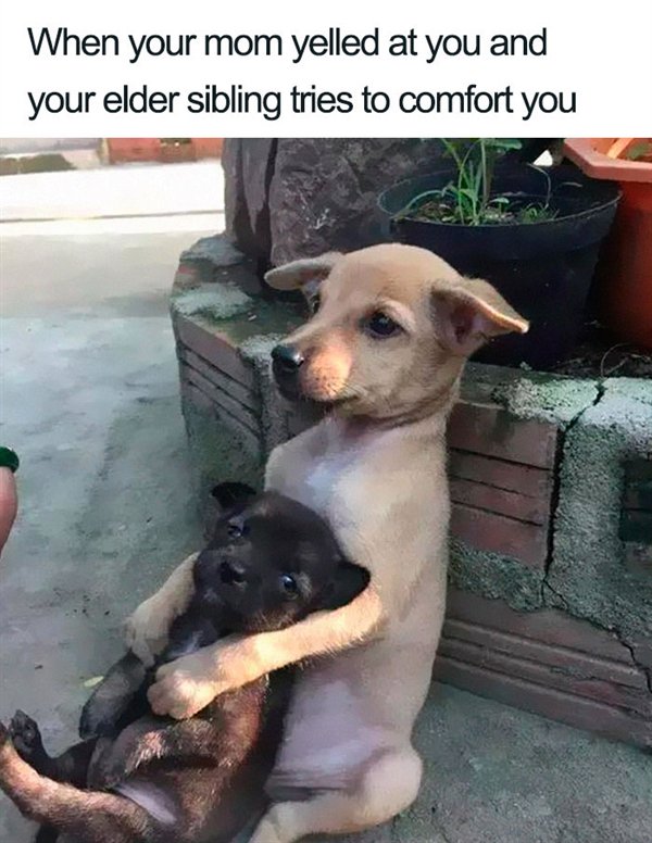 sibling memes - When your mom yelled at you and your elder sibling tries to comfort you