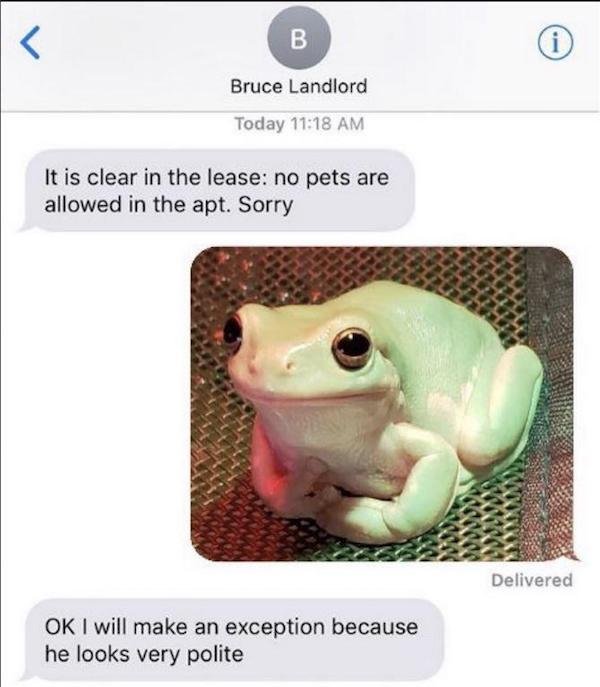 cute dumpy tree frog - T B Bruce Landlord Today It is clear in the lease no pets are allowed in the apt. Sorry Delivered Ok I will make an exception because he looks very polite