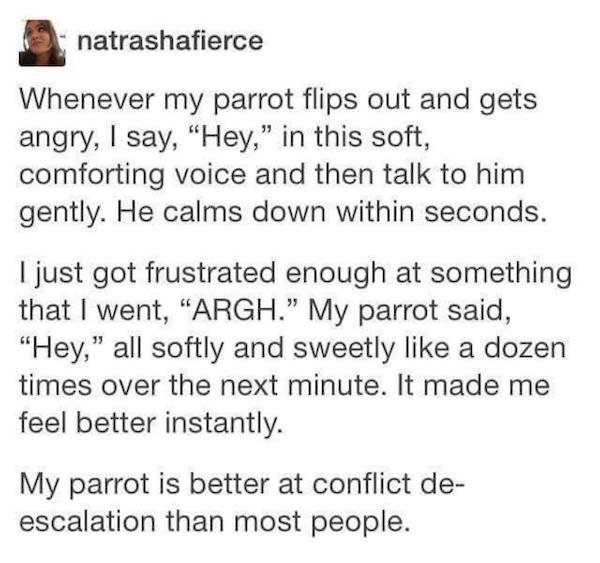 document - natrashafierce Whenever my parrot flips out and gets angry, I say, "Hey," in this soft, comforting voice and then talk to him gently. He calms down within seconds. I just got frustrated enough at something that I went, "Argh." My parrot said, "