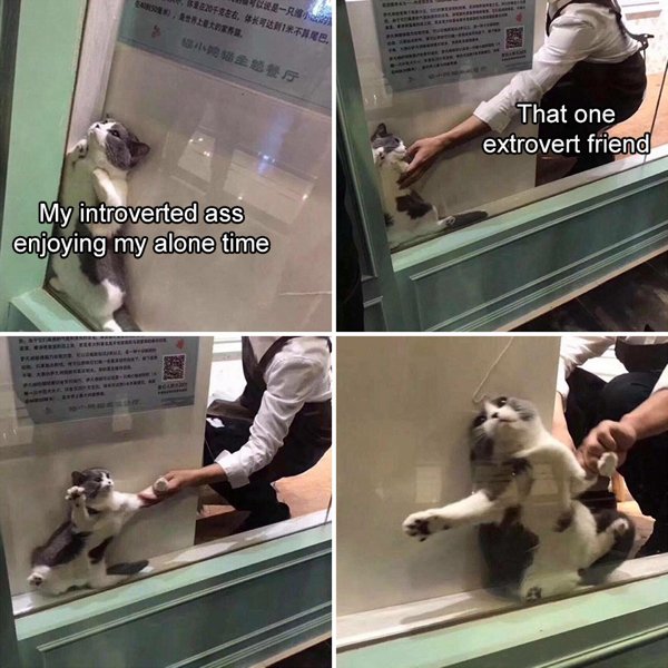 cat stuck in window meme - 12018, Latrinae. Ae. Rreres That one extrovert friend My introverted ass enjoying my alone time