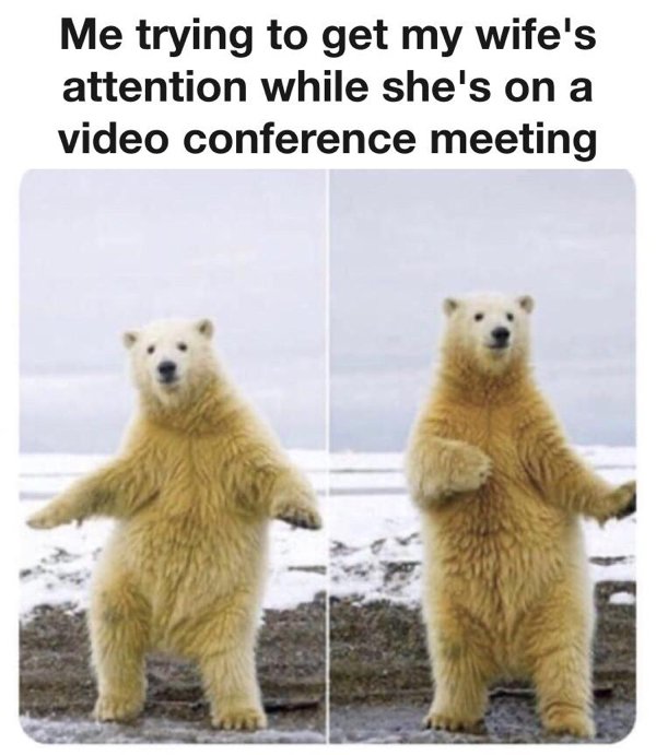 bear memes - Me trying to get my wife's attention while she's on a video conference meeting