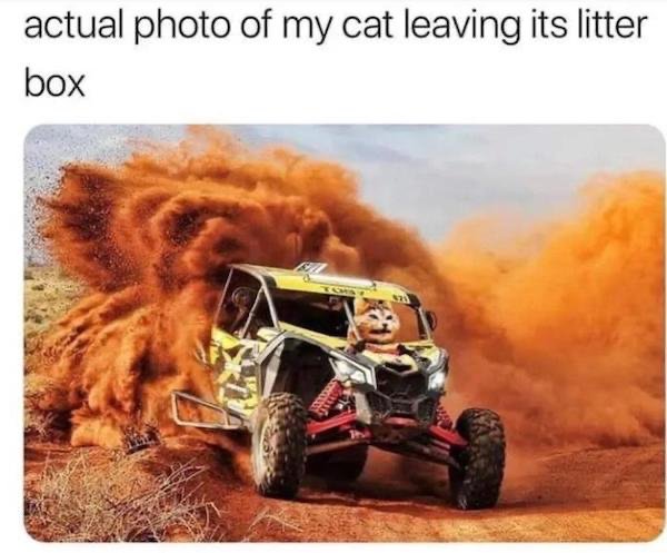 my cat leaving the litterbox - actual photo of my cat leaving its litter box