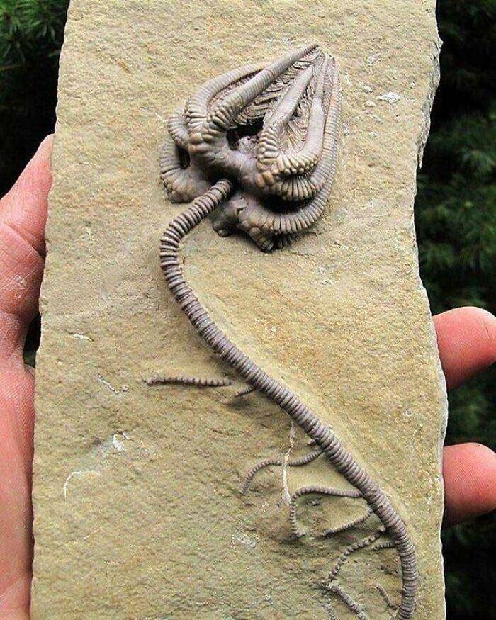 incredibly intact crinoid specimen fossil dating back