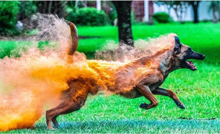 dog on fire