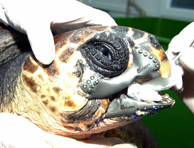 loggerhead turtle titanium beak - 0000 0 Garch