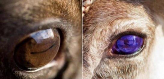 reindeer eyes change color