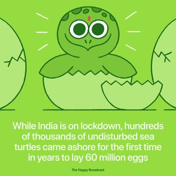 Oo While India is on lockdown, hundreds of thousands of undisturbed sea turtles came ashore for the first time in years to lay 60 million eggs The Happy Broadcast