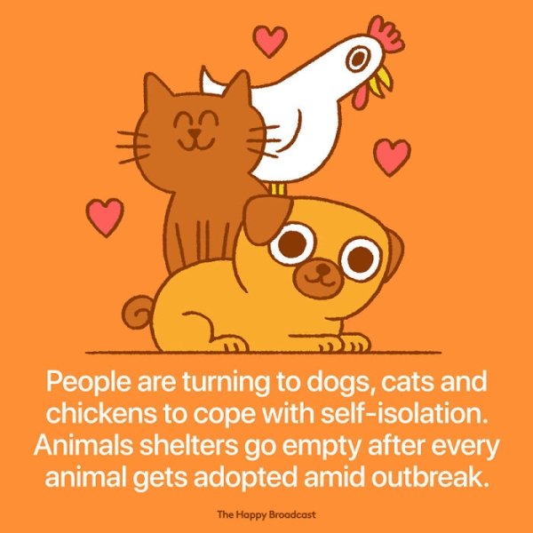 happy broadcast - People are turning to dogs, cats and chickens to cope with selfisolation. Animals shelters go empty after every animal gets adopted amid outbreak. The Happy Broadcast