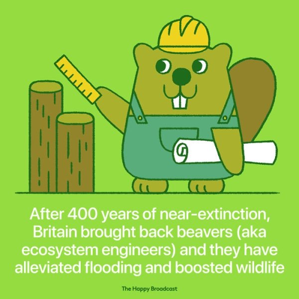 happy broadcast - J After 400 years of nearextinction, Britain brought back beavers aka ecosystem engineers and they have alleviated flooding and boosted wildlife The Happy Broadcast