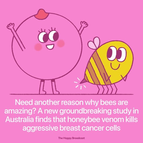 News - Cc O Need another reason why bees are amazing? A new groundbreaking study in Australia finds that honeybee venom kills aggressive breast cancer cells The Happy Broadcast