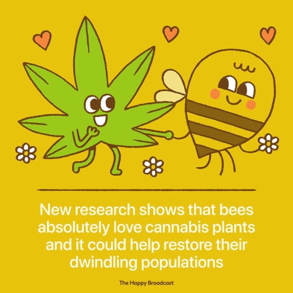 leaf - Cc New research shows that bees absolutely love cannabis plants and it could help restore their dwindling populations The Happy Broadcast