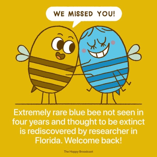 happy broadcast - We Missed You! Extremely rare blue bee not seen in four years and thought to be extinct is rediscovered by researcher in Florida. Welcome back! The Happy Broadcast