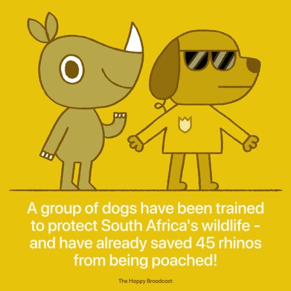 cartoon - A group of dogs have been trained to protect South Africa's wildlife and have already saved 45 rhinos from being poached! The Happy Broadcast