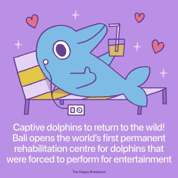 cartoon - 00 Captive dolphins to return to the wild! Bali opens the world's first permanent rehabilitation centre for dolphins that were forced to perform for entertainment The Happy Broadcast