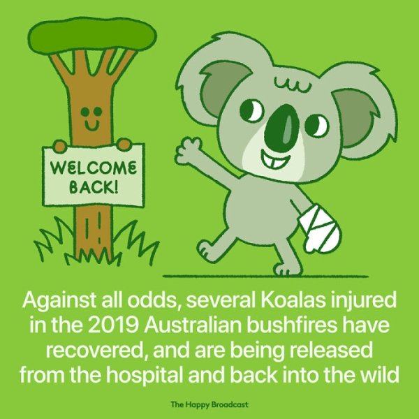 Welcome Back! Against all odds, several Koalas injured in the 2019 Australian bushfires have recovered, and are being released from the hospital and back into the wild The Happy Broadcast