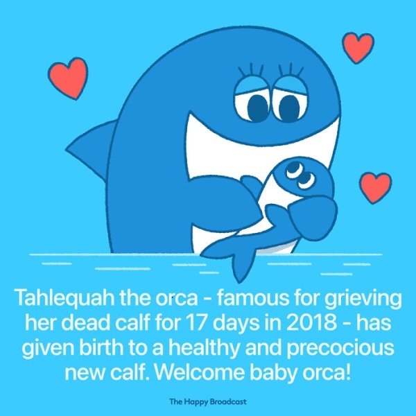 cartoon - Tahlequah the orca famous for grieving her dead calf for 17 days in 2018 has given birth to a healthy and precocious new calf. Welcome baby orca! The Happy Broadcast