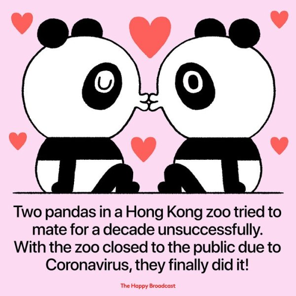 happy news - 1 Two pandas in a Hong Kong zoo tried to mate for a decade unsuccessfully. With the zoo closed to the public due to Coronavirus, they finally did it! The Happy Broadcast