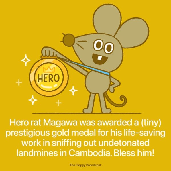 cartoon - Oo Hero Hero rat Magawa was awarded a tiny prestigious gold medal for his lifesaving work in sniffing out undetonated landmines in Cambodia. Bless him! The Happy Broadcast