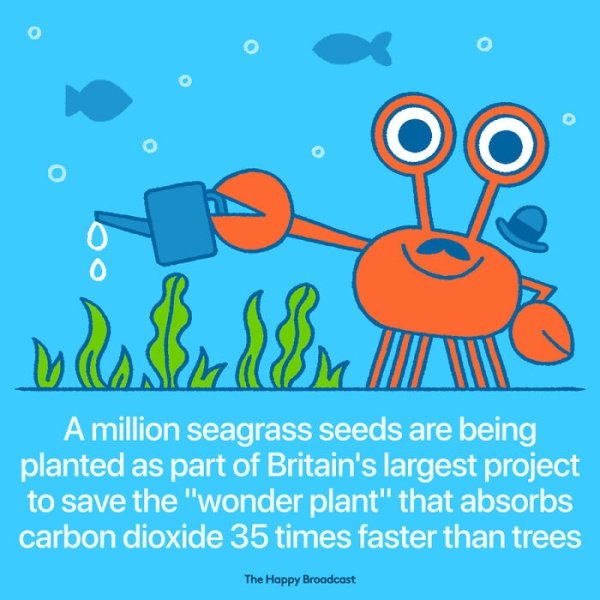 cartoon - 18 A million seagrass seeds are being planted as part of Britain's largest project to save the "wonder plant" that absorbs carbon dioxide 35 times faster than trees The Happy Broadcast