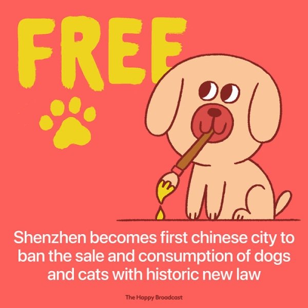 mauro gatti - Free M Shenzhen becomes first chinese city to ban the sale and consumption of dogs and cats with historic new law The Happy Broadcast