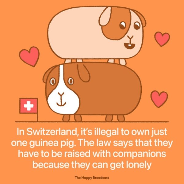 happy broadcast - I In Switzerland, it's illegal to own just one guinea pig. The law says that they have to be raised with companions because they can get lonely The Happy Broadcast