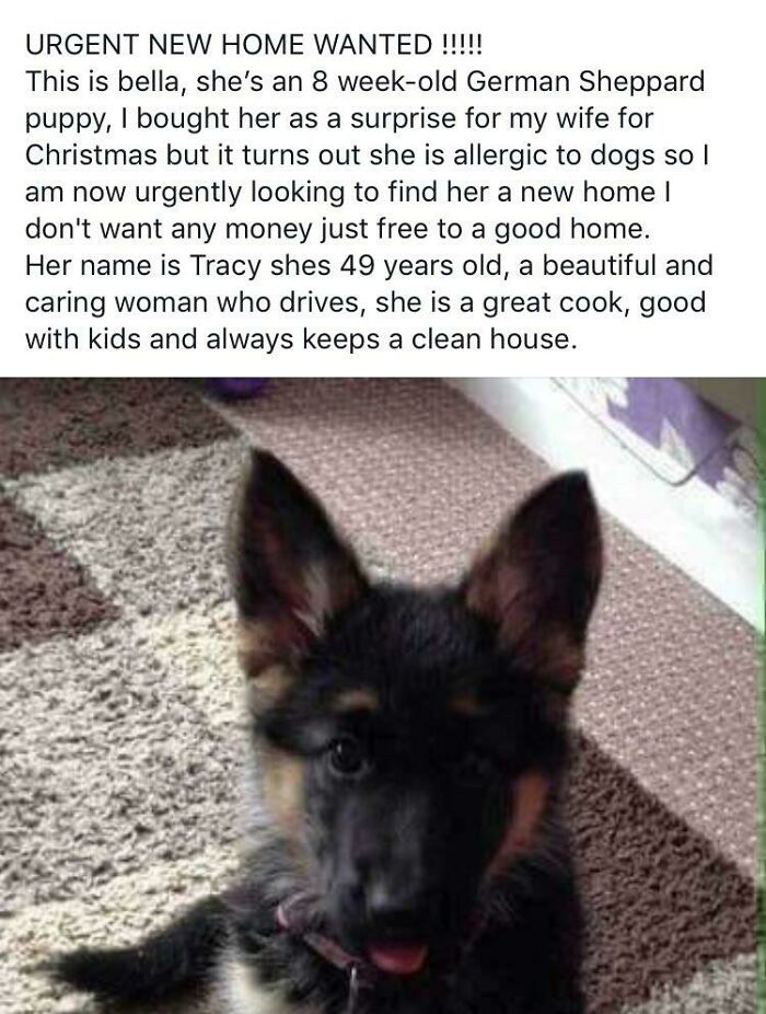 german shepherd joke - Urgent New Home Wanted !!!!! This is bella, she's an 8 weekold German Sheppard puppy, I bought her as a surprise for my wife for Christmas but it turns out she is allergic to dogs so I am now urgently looking to find her a new home 