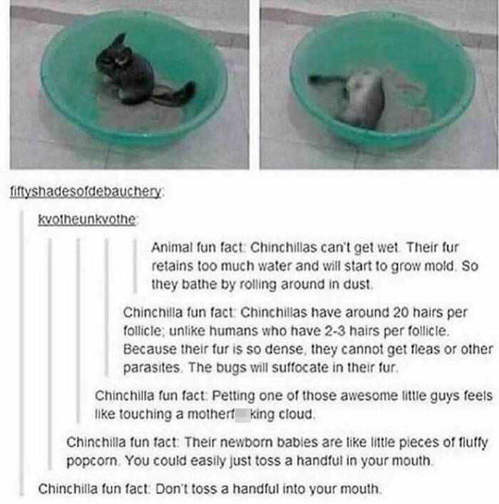 material - fiftyshadesofdebauchery kvotheunkyothe Animal fun fact Chinchillas can't get wet. Their fur retains too much water and will start to grow mold So they bathe by rolling around in dust Chinchilla fun fact Chinchillas have around 20 hairs per foll